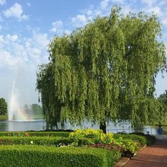 a large tree sitting in the middle of a park next to a lake with a fountain