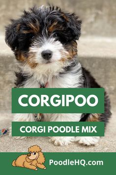 a small dog sitting on the ground next to some steps with text that reads corgipo ori poodle mix