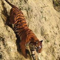 a large tiger walking up the side of a mountain