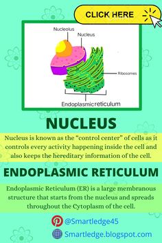 Diagram of endoplasmic Reticulum surrounded to nucleus and a short description for each organelles. Nucleus Notes, Endoplasmic Reticulum Drawing, Endoplasmic Reticulum Diagram, Nucleus Diagram, Cell Biology Art, Biology Wallpaper, Cell Nucleus, Cell Biology Notes, Notes Biology