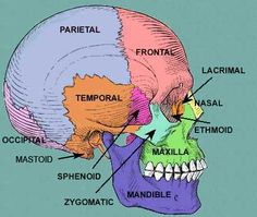 the bones of the head and neck are labeled in different colors, with labels on each side