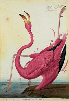 a pink bird standing on top of a body of water