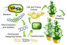 the life cycle of a houseplant is shown in this diagram, as well as plants