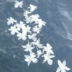 some white flowers floating in the water