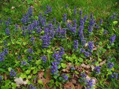 some blue flowers are growing in the grass