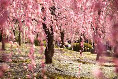 pink flowers are blooming on trees in the park