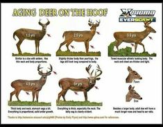 an image of different types of deer