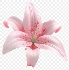 a pink flower on a white background with no background, hd png clipart