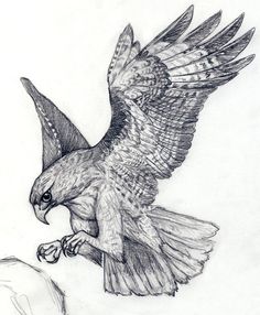 a pencil drawing of an eagle flying with its wings spread out and taloning it's claws