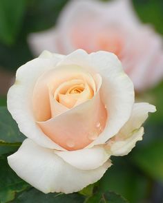 a white rose with green leaves in the background