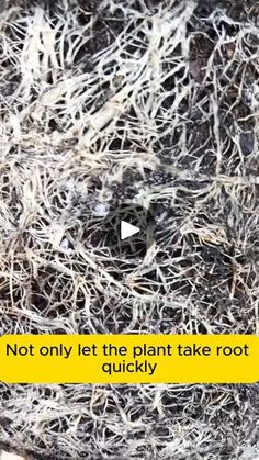 a plant that has roots on it and the words not only let the plant take root quickly