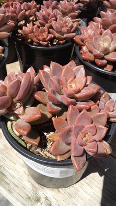 several potted succulents are sitting on a wooden table in the sun