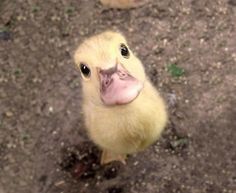 a duck with an angry look on it's face and the caption says cute animals