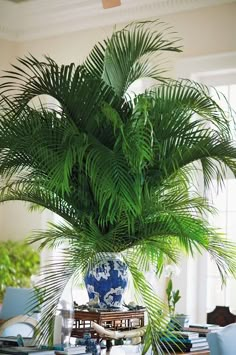 a potted plant sitting on top of a table next to a blue and white vase