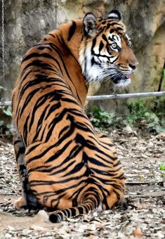 a tiger is sitting on the ground in front of a rock wall and looking off into the distance