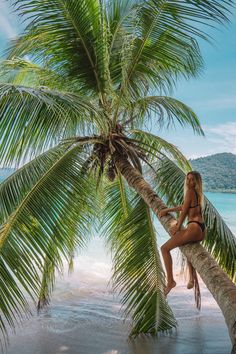 a woman sitting on top of a palm tree next to the ocean