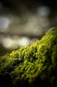 moss growing on the side of a tree trunk