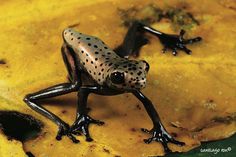 a frog sitting on top of a yellow leaf