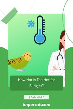 a woman with a stethoscope next to a bird and the words how hot is too hot for budgies?