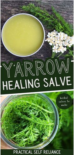 Explore Natural Herbs Medicine with yarrow healing salve. Discover the medicinal benefits of yarrow, known for its ability to treat wounds, skin irritation, and stop bleeding. Learn how to make this healing salve easily at home. Find more herbs for health, herbal medicine recipes, and herbal remedies recipes at practicalselfreliance.com. Yarrow Salve Recipe, Yarrow Oil Benefits, Honeysuckle Salve Recipe, Purslane Salve Recipe, Yarrow Tea Recipe, Yarrow Recipes, Yarrow Benefits, Yarrow Uses, Yarrow Salve