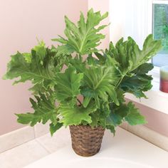 a potted plant sitting on top of a white sink next to a window in a bathroom