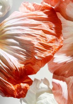 an orange and white flower is shown in close up