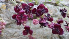 red and purple flowers growing on the side of a rock