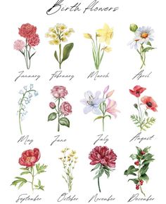 a bunch of different flowers that are on a white background with the words birth flowers