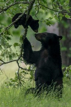 a black bear is reaching up to the branches of a tree