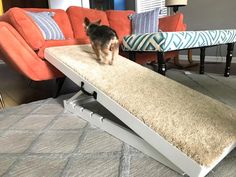 a small dog standing on top of a cat bed in a living room next to a couch