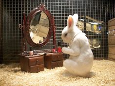 a white rabbit sitting on its hind legs in front of a mirror