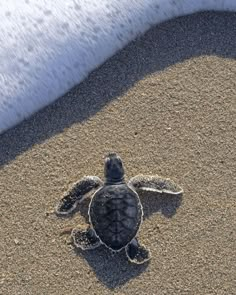 a baby turtle crawling on the sand at the beach