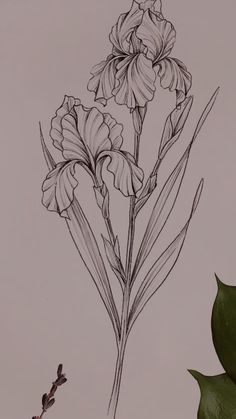 a drawing of two flowers on a gray background with green leaves and one flower in the foreground