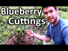 a man is pointing to blueberry bushes in the garden with text that reads blueberry cuttings