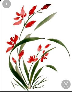 red flowers with green stems on a white background