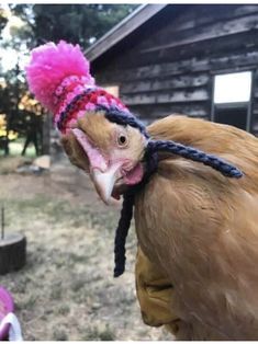 a close up of a chicken wearing a headband with a bird on it's back