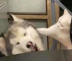 two cats are playing with each other on the floor in front of a table and chair