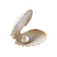 a white pearl in a pink shell on a white background