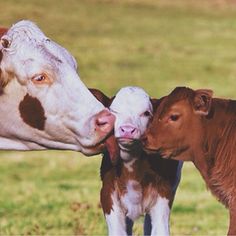 two brown and white cows standing next to each other