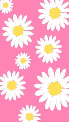 white daisies on a pink background with yellow centers are the focal point for this image