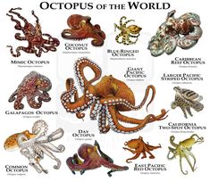 an image of octopuses of the world