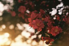 red flowers are blooming on a tree branch in the sunbeams at sunset