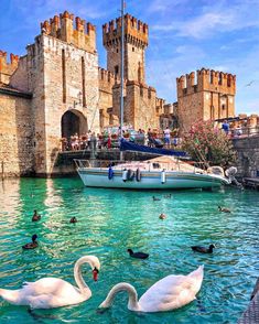 two swans are swimming in the water next to some castle like buildings and people on boats