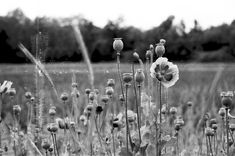 black and white photograph of flowers in a field