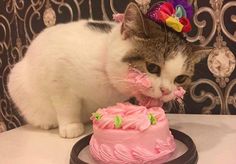 a cat sitting on top of a table next to a pink cake with icing