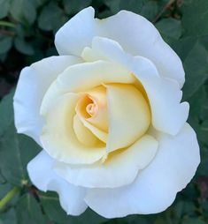 a white rose with green leaves in the background