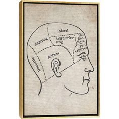 a diagram of the human head with labels on it