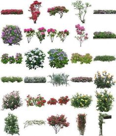 many different types of flowers are shown here