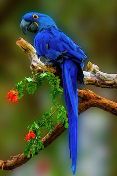 a blue parrot sitting on top of a tree branch next to red and green flowers