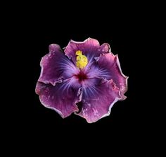 a purple flower with yellow stamens in the center on a black background photo